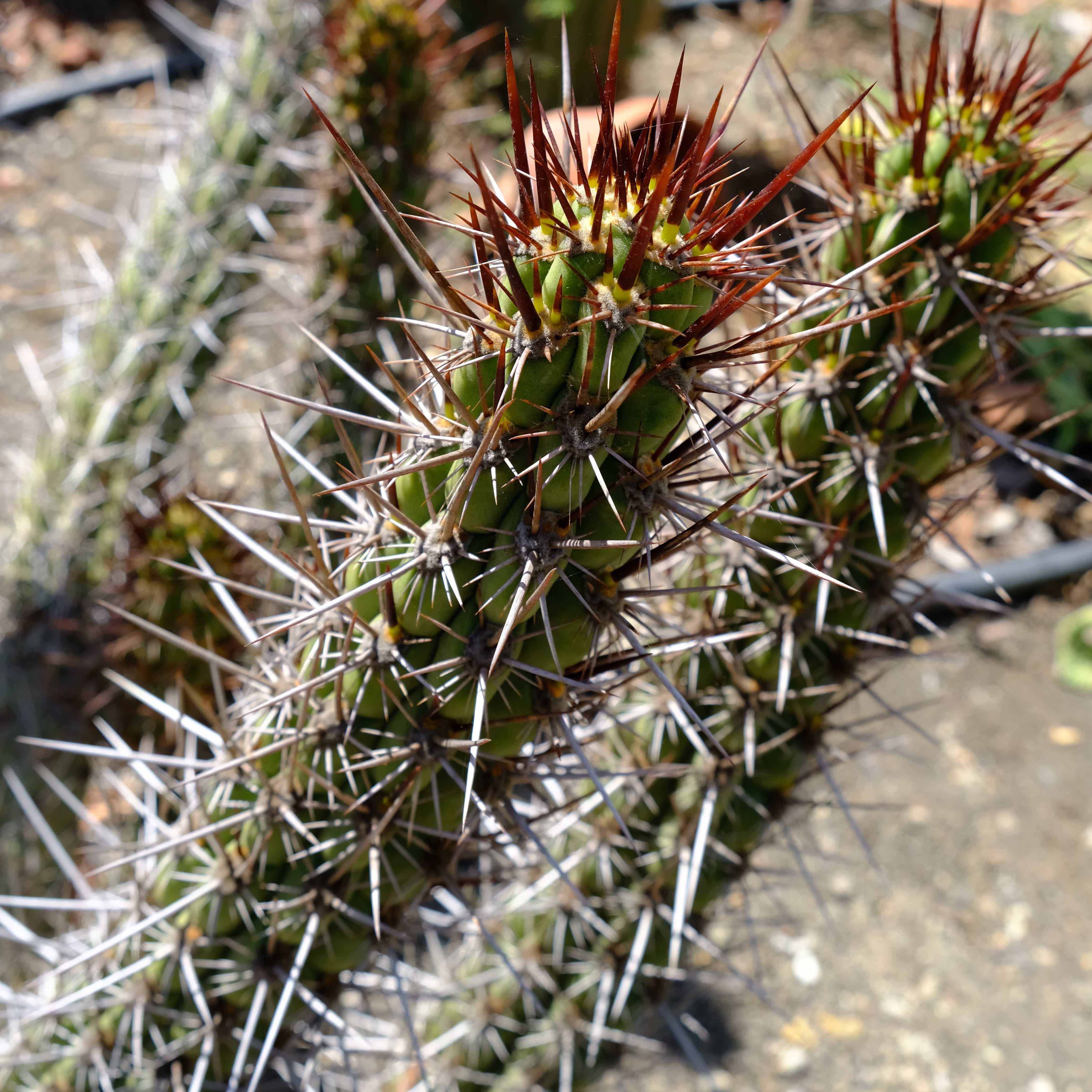 Trichocereus destacolus ?
