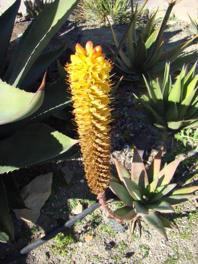 Aloe betsileensis