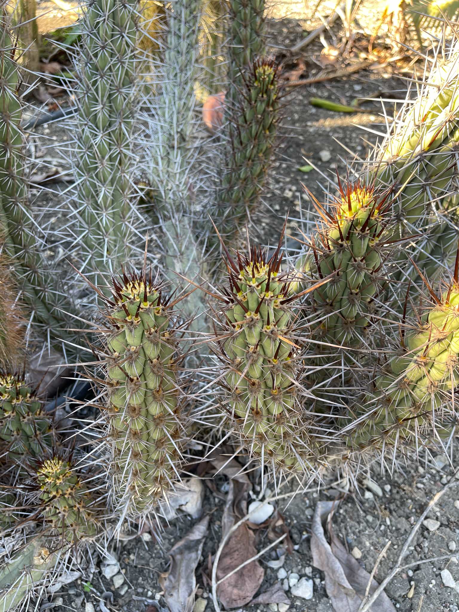 Trichocereus destacolus 