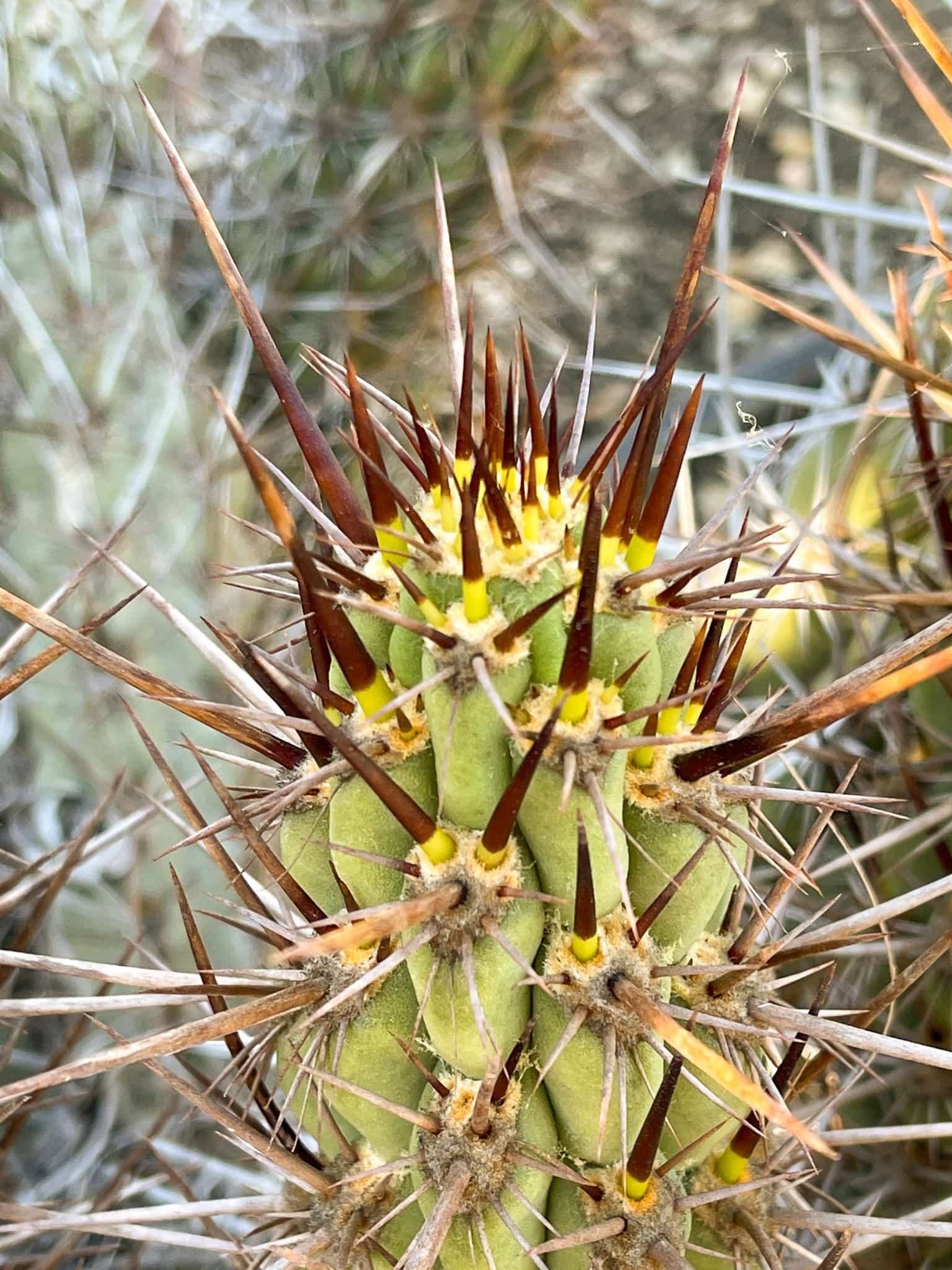 Trichocereus destacolus 