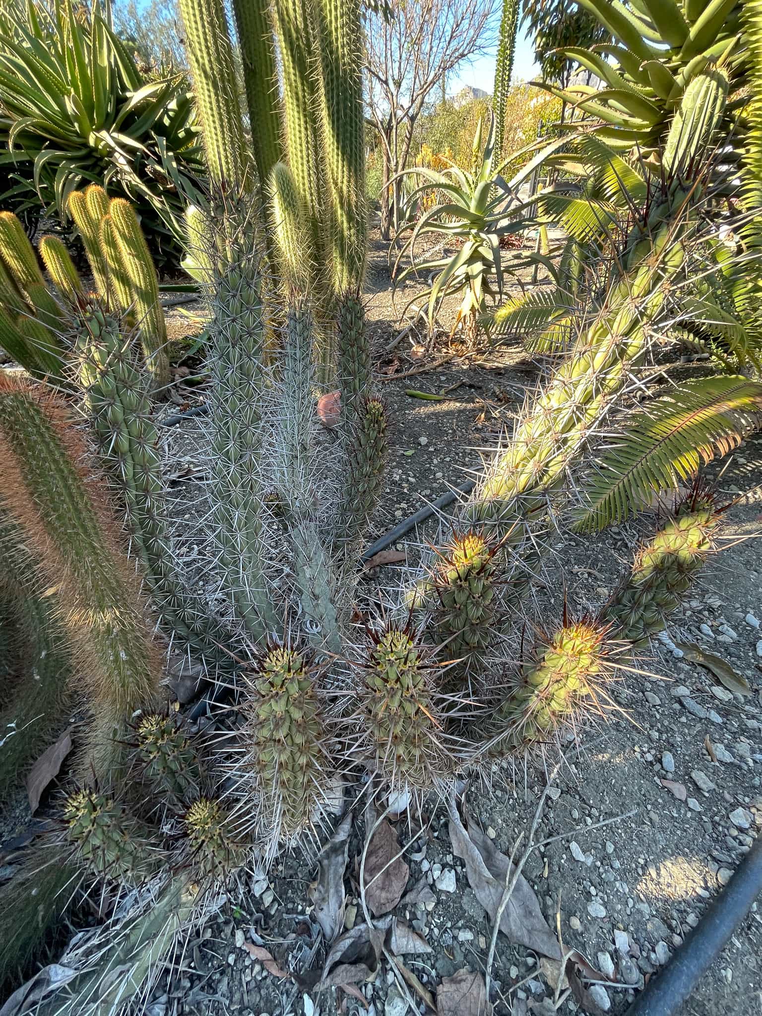 Trichocereus destacolus 