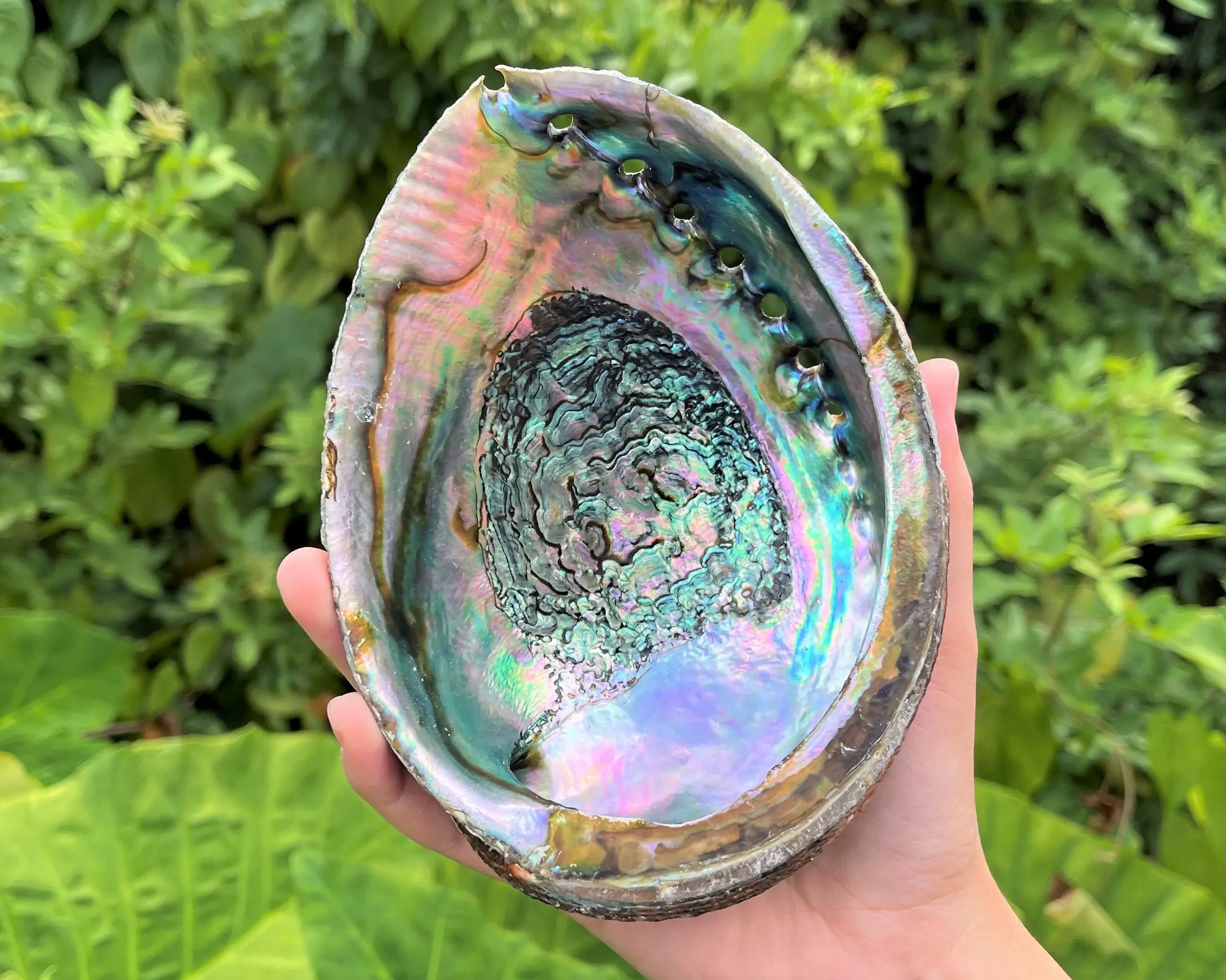 Abalone Shell: Meaning, Healing Properties, and Power