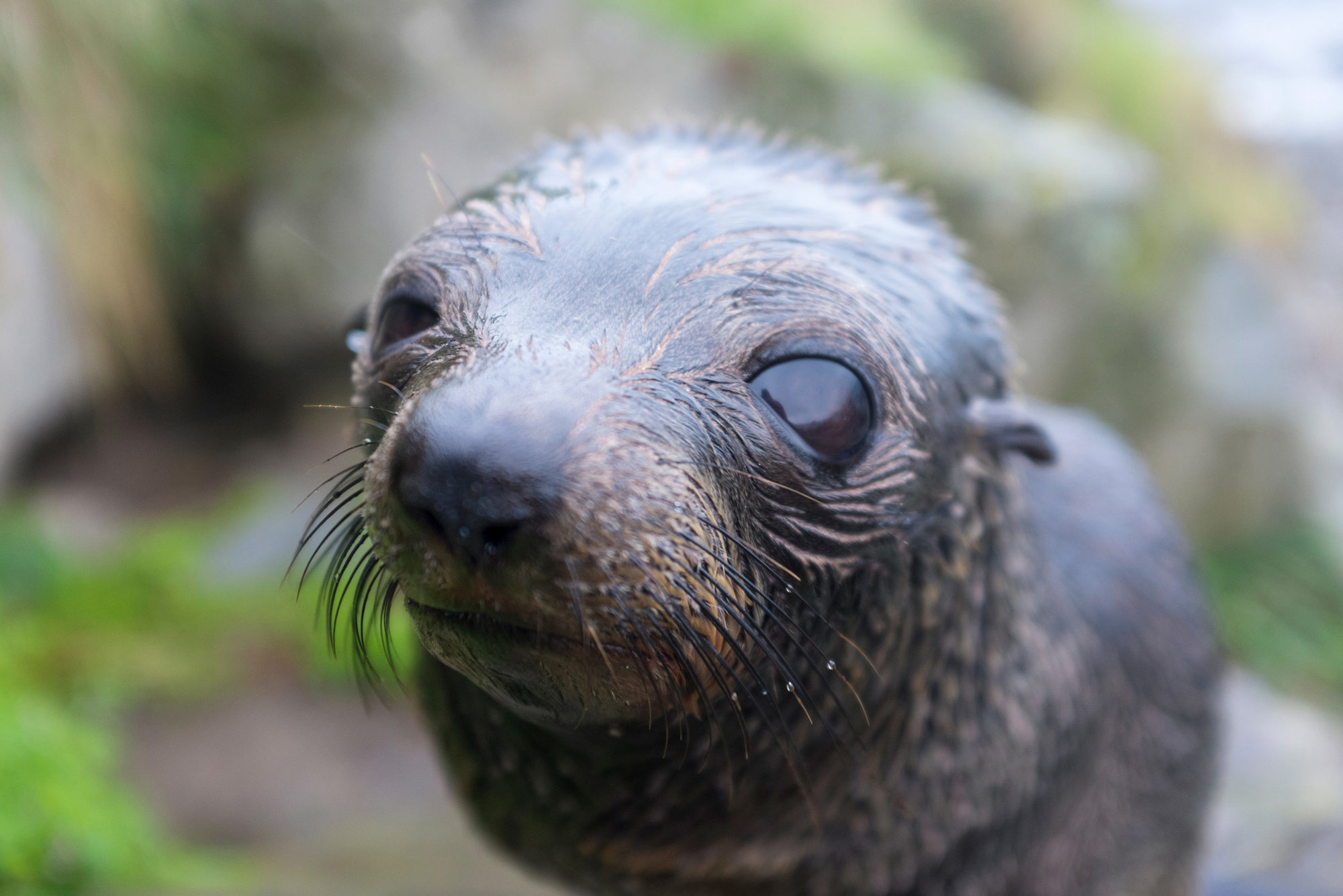 Kaikoura, New Zealand