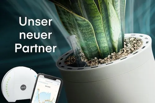 AIRY flower pot with green plant in the background, air-Q air measuring device and smartphone with open air-Q app in the foreground