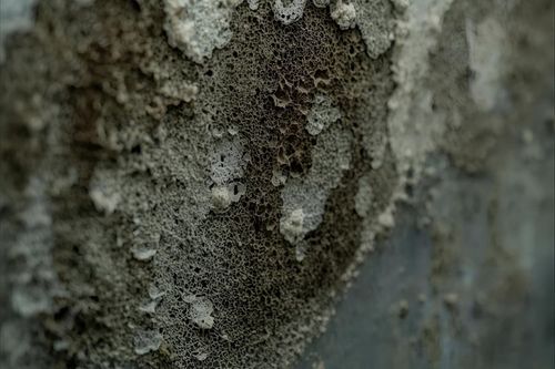 Reduce the risk of mold with the mold-free index from air-Q