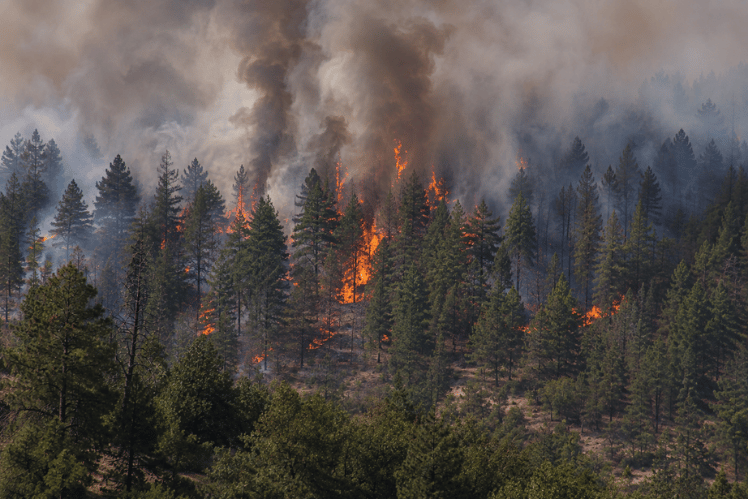 Forest fire on a hillside at night, emblematic of climate change and released air pollutants that promote asthma.