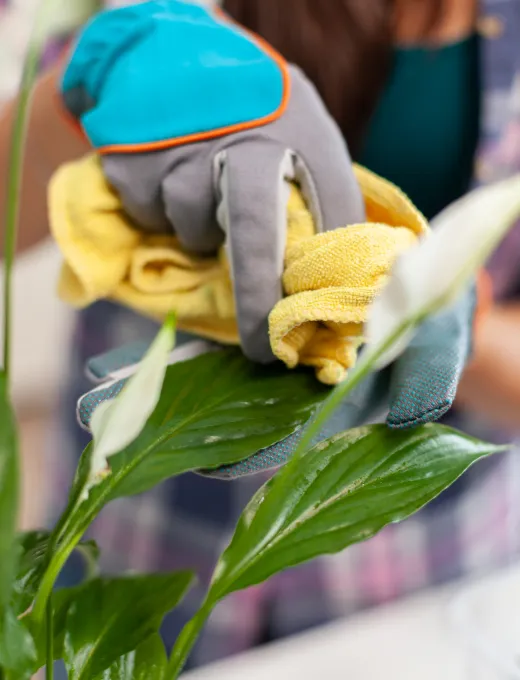 Green cleaning services