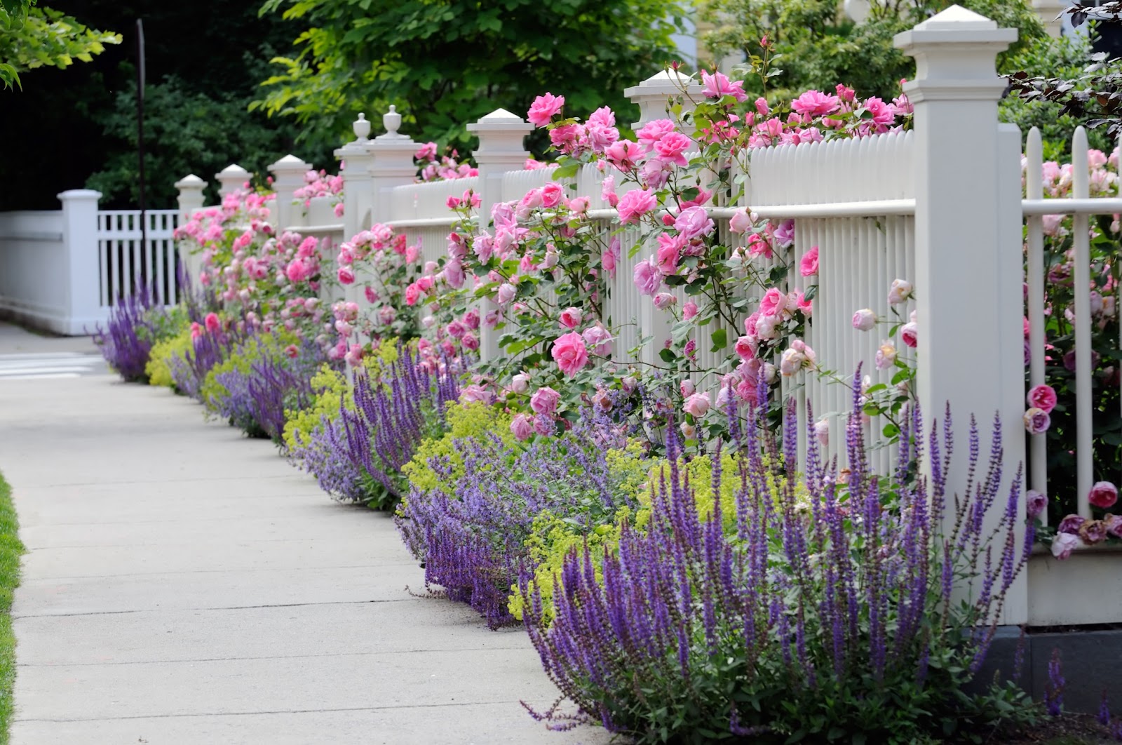 Colorful garden border with pink roses, purple salvia, and yellow-green foliage lining a white picket fence, showcasing vibrant landscape design.
