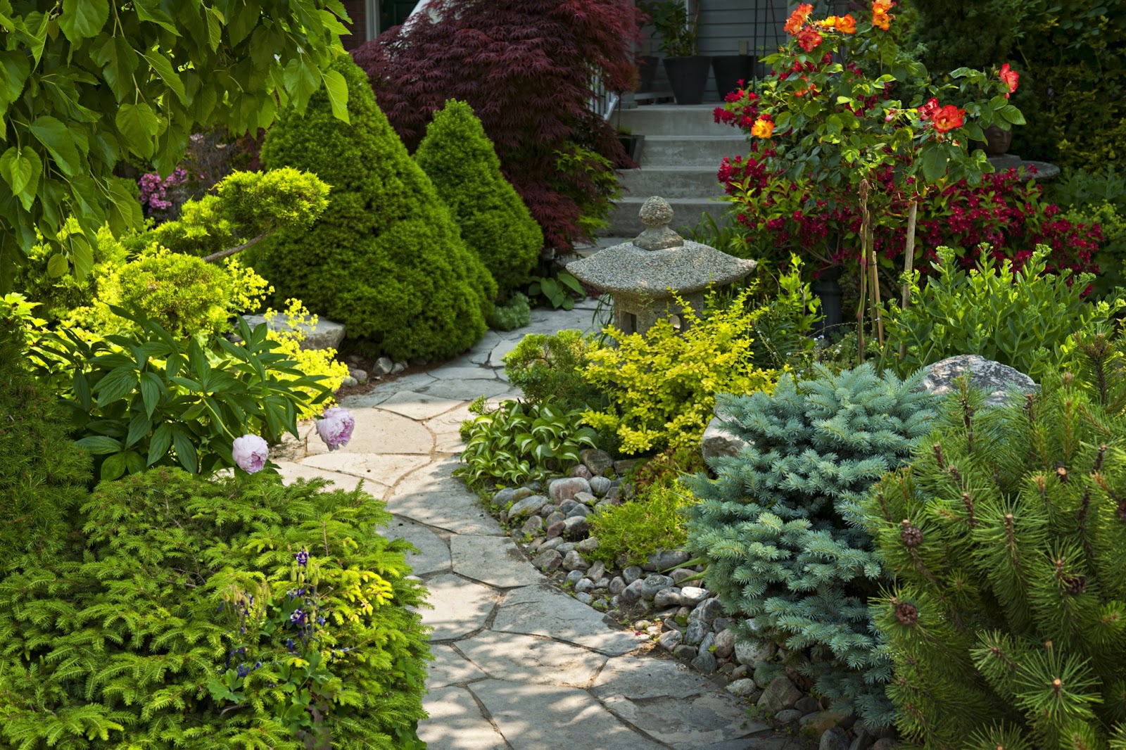 Lush garden walkway with colorful plants, evergreens, and stone path leading to a serene entryway, showcasing balanced landscape color design.