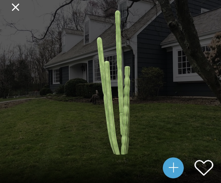 Tall columnar cactus placed in a residential front yard, ideal for southern landscapes and xeriscaping with low-maintenance desert plant appeal.