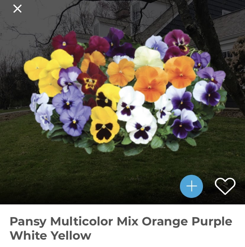Vibrant pansy multicolor mix featuring orange, purple, yellow, and white blooms, perfect for adding bright color to cool-season garden containers.