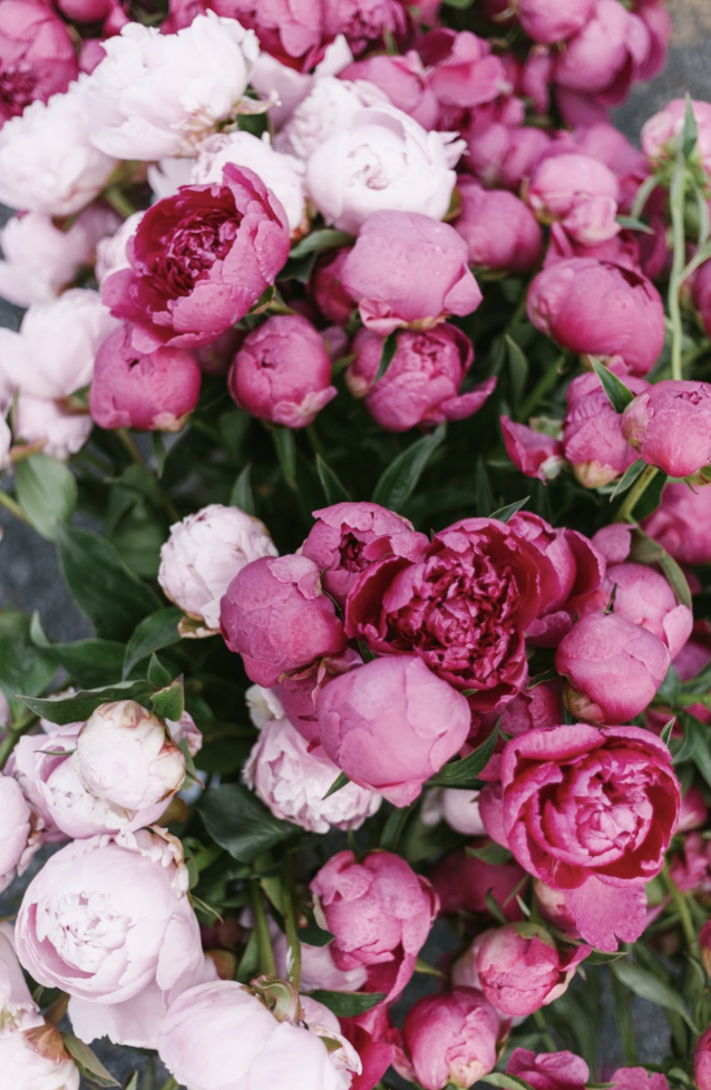 Beautiful pink and magenta peony flowers in full bloom, showcasing lush petals and vibrant color — perfect for adding fragrance and elegance to gardens.