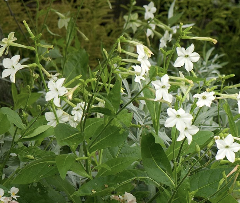 White flowering nicotiana plants with delicate star-shaped blooms and lush green leaves, adding elegance and a sweet fragrance to garden landscapes.