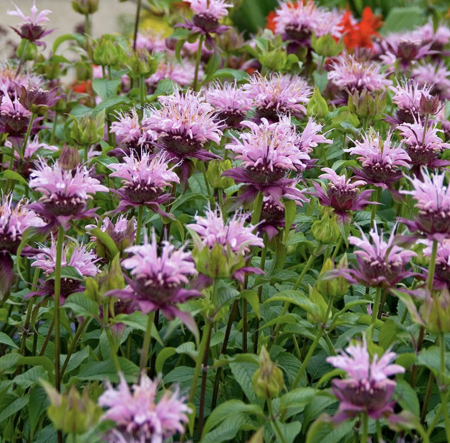 Vibrant patch of purple bee balm flowers in full bloom, featuring spiky petals and lush green leaves — perfect for adding color and fragrance to gardens.