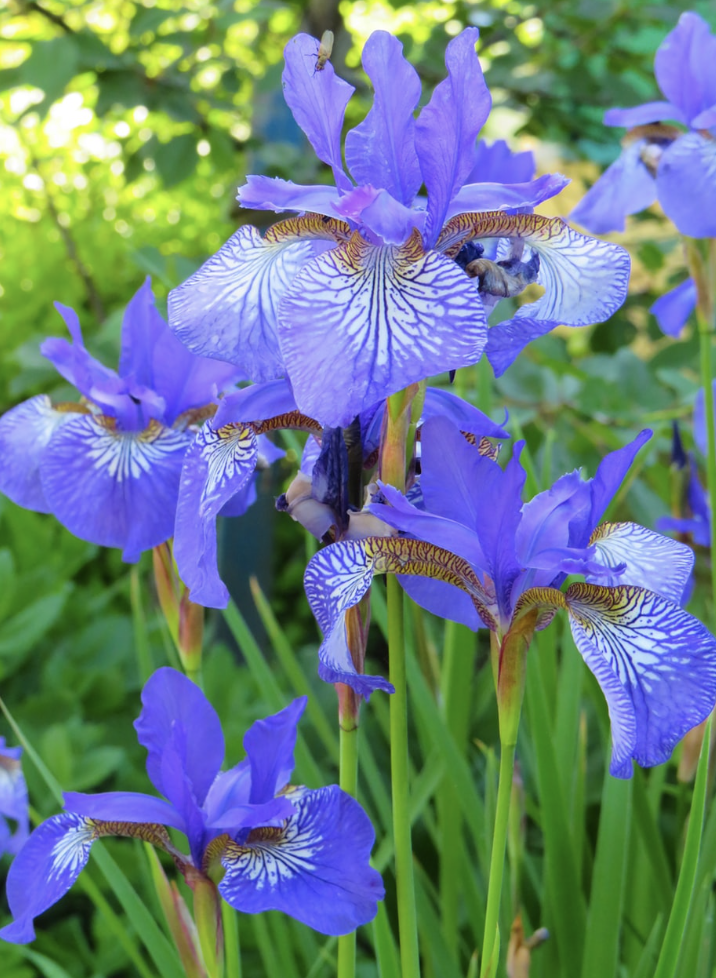 Beautiful purple Siberian iris flowers with delicate white and yellow veining, blooming in a lush green garden and attracting bees and pollinators.