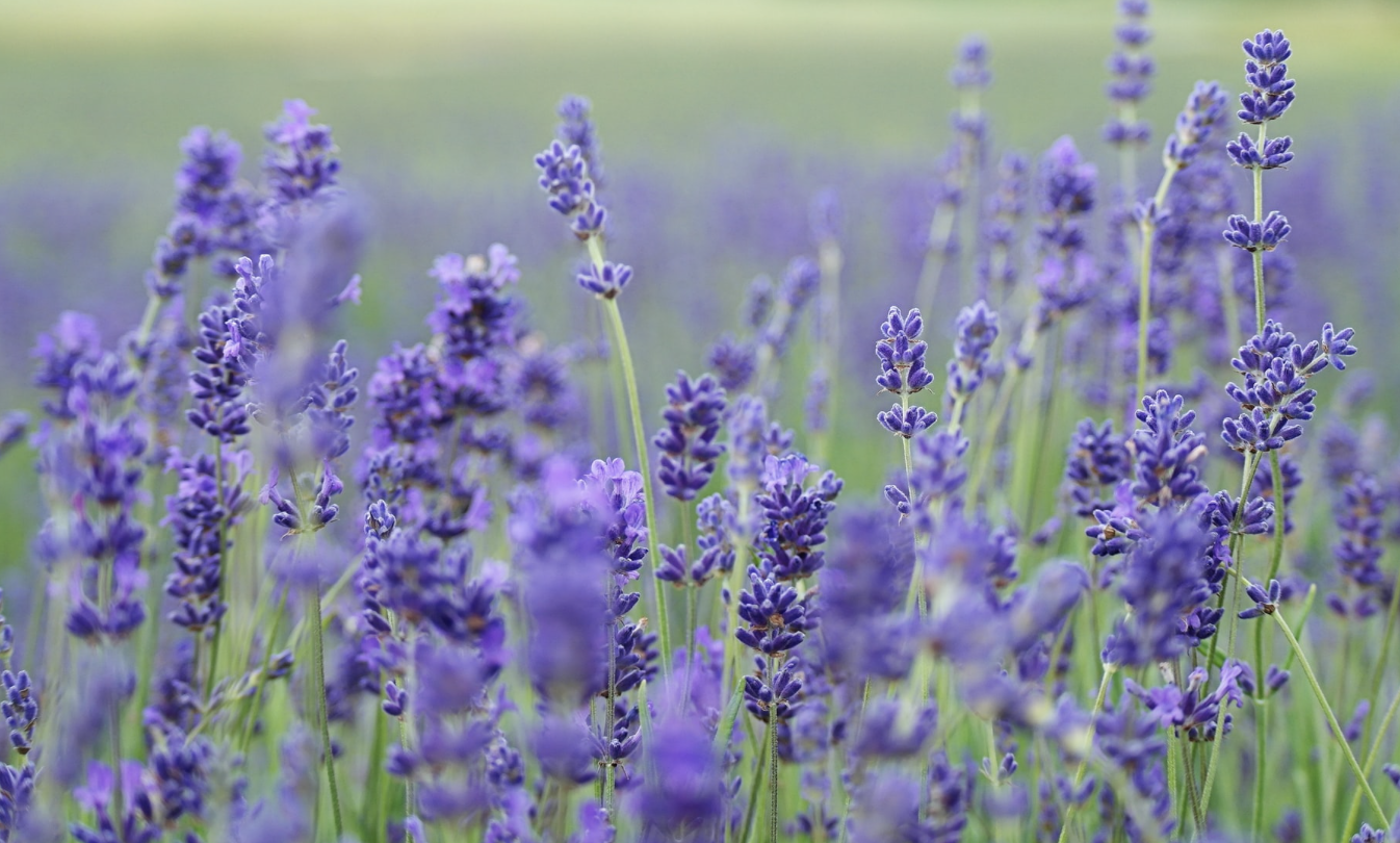 Field of blooming lavender flowers with vibrant purple hues, showcasing tall stems and fragrant blossoms in a serene, sunlit garden setting.