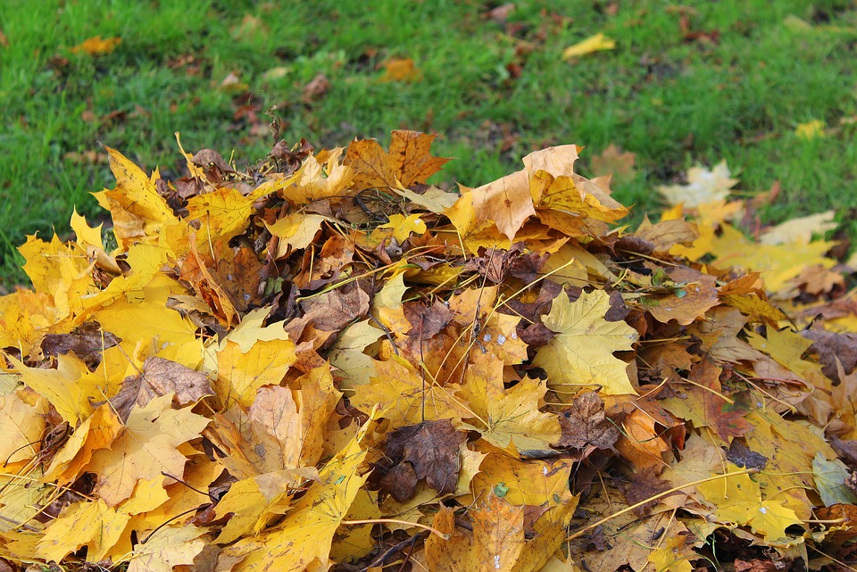 A pile of colorful autumn leaves on green grass, showing fallen foliage ready to be used for composting, mulching, or insulating garden beds naturally.