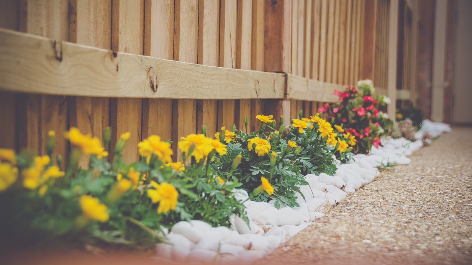 Colorful flower bed with yellow and pink blooms bordered by white decorative rocks along a wooden fence, showcasing clean and modern landscaping design.