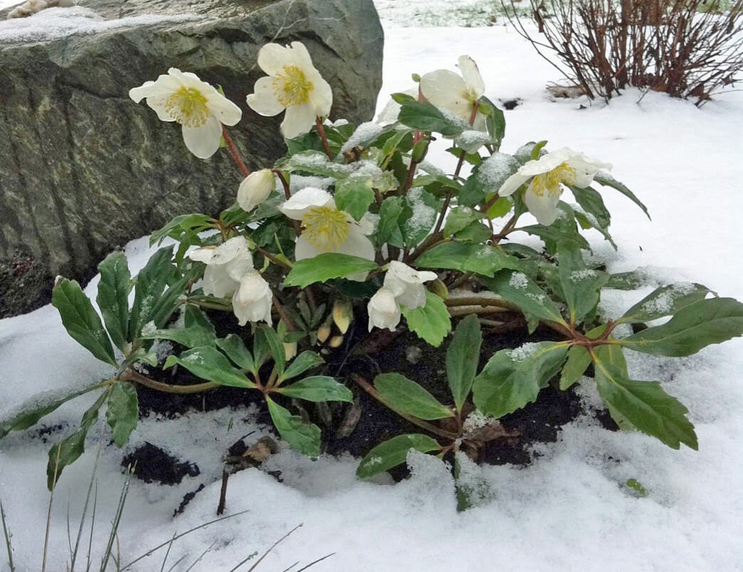 https://blackgold.bz/wp-content/uploads/sites/3/2013/12/Hellebore-Jacob1.jpg?utm_source=chatgpt.com