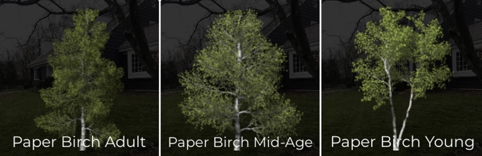 iScape birch trees