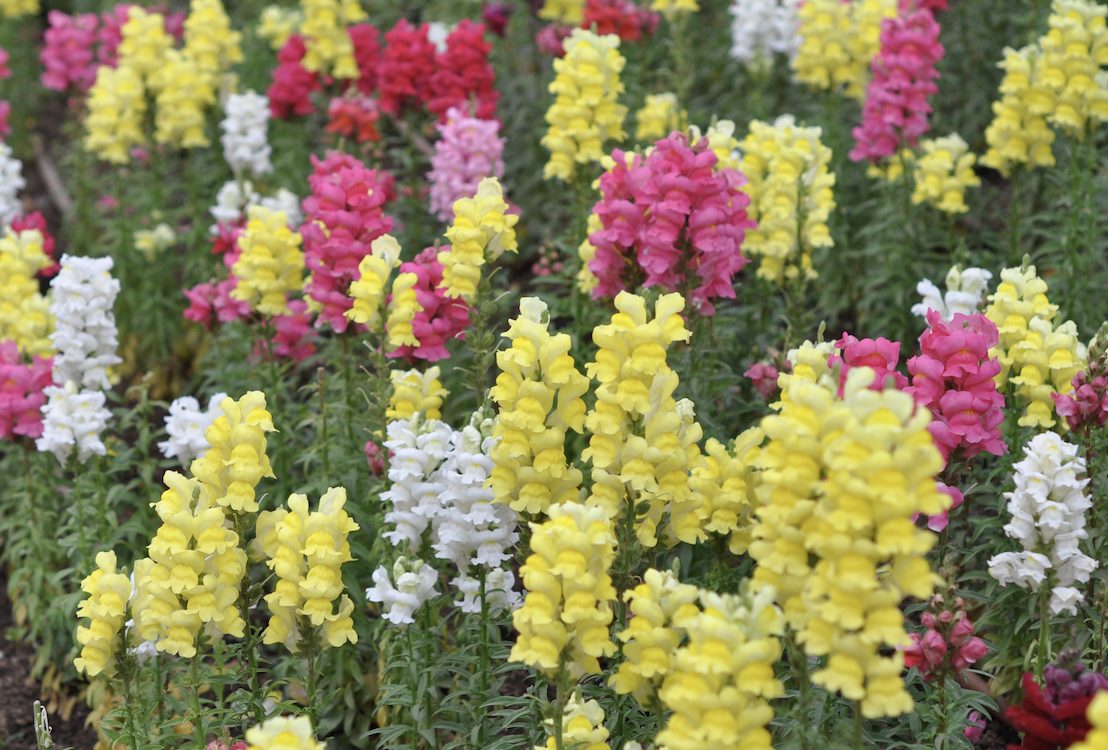 Colorful snapdragon flowers in full bloom featuring vibrant yellow, pink, red, and white hues, adding height and charm to garden beds and cool-season landscapes.