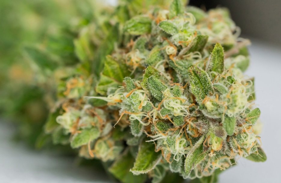 Dry cannabis flower on a white surface