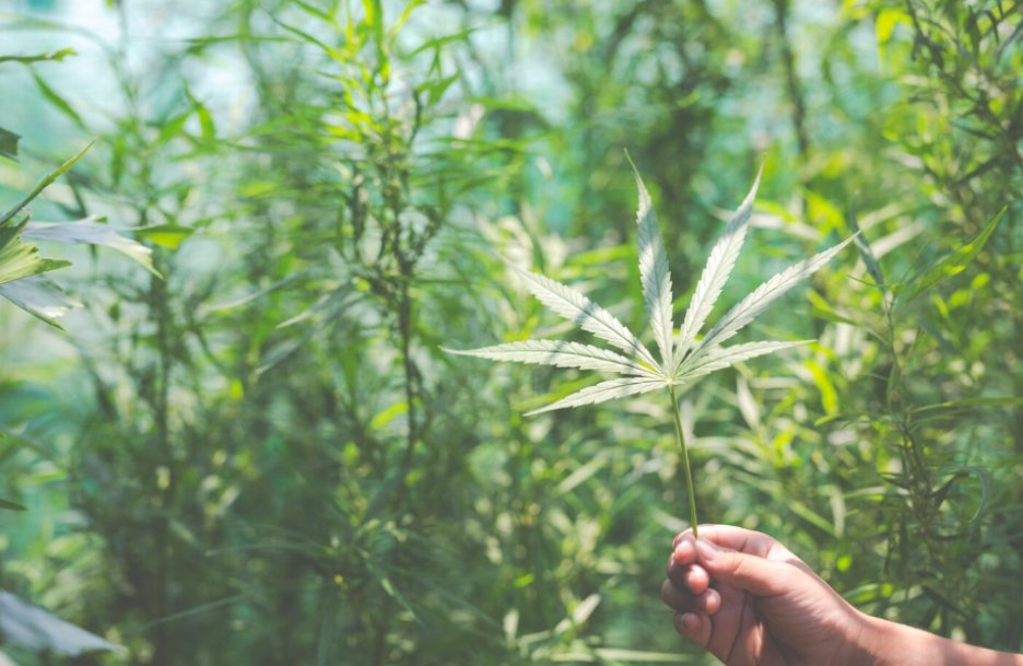 Hand holding a cannabis leaf