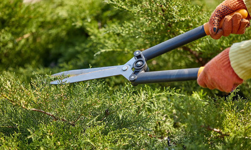 Gärtner Kosten: Gärtner schneidet eine Hecke