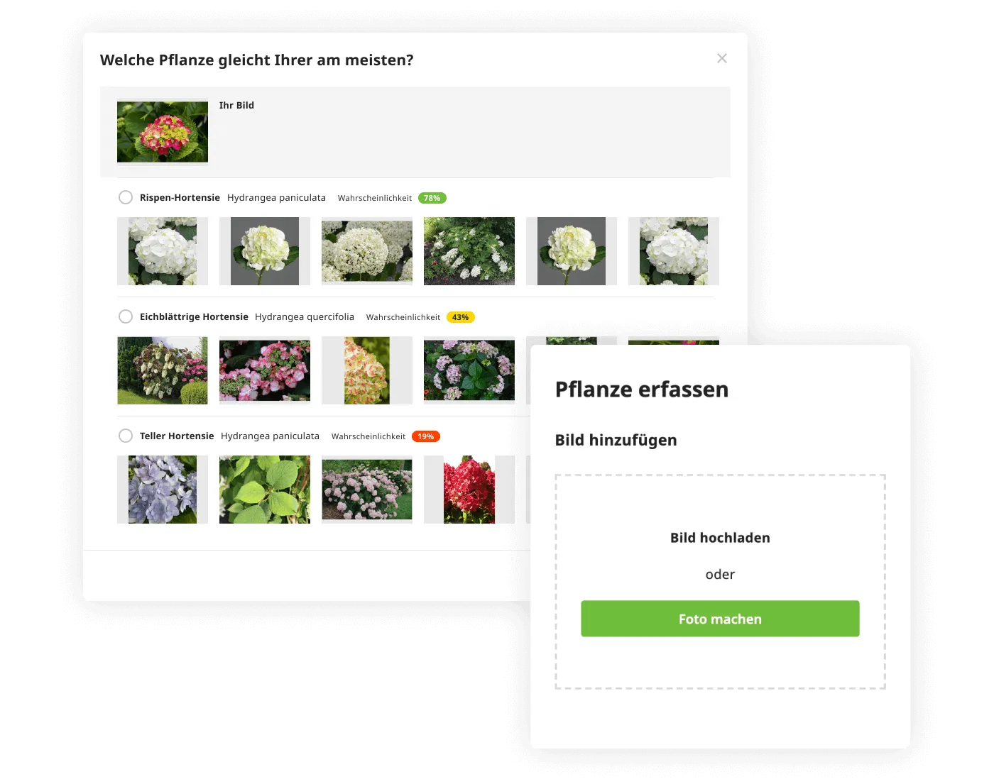 Pflanzen per Foto erkennen– online und kostenlos