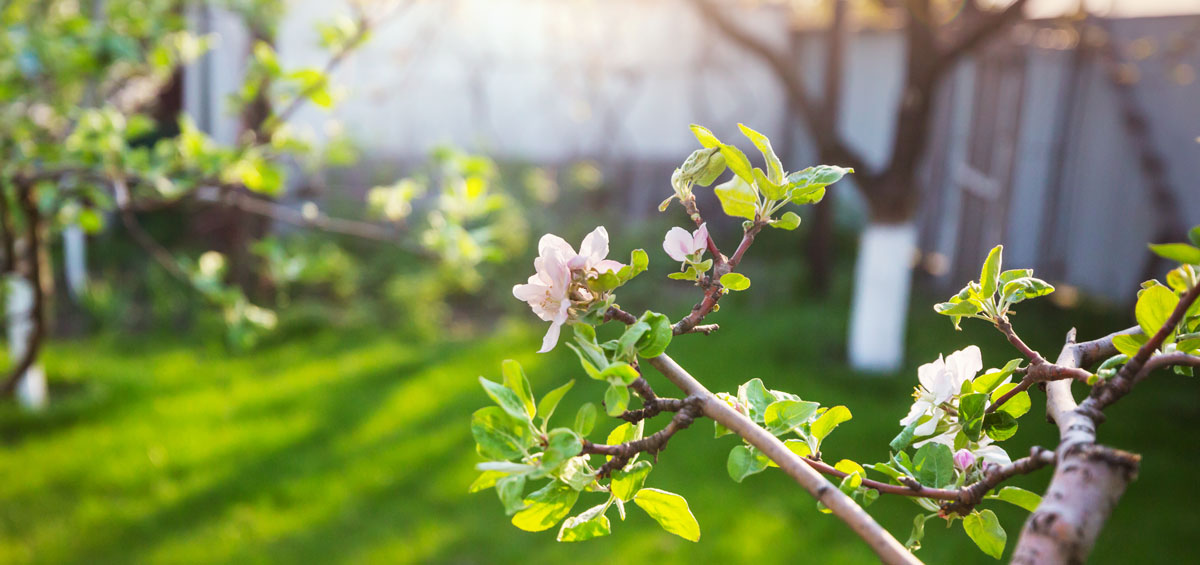 Gartenkalender April: blühender Ziergarten