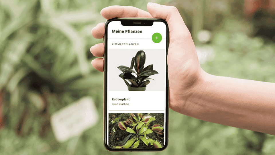 Pflanzenbestimmung per Smartphone: Eine Person fotografiert eine Pflanze für die Identifikation mit einem Neophyten-Checker.