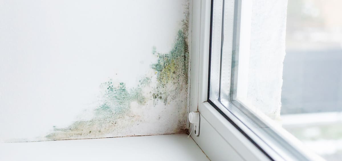 Kosten Schimmel entfernen: Schimmel an Fensterrahmen