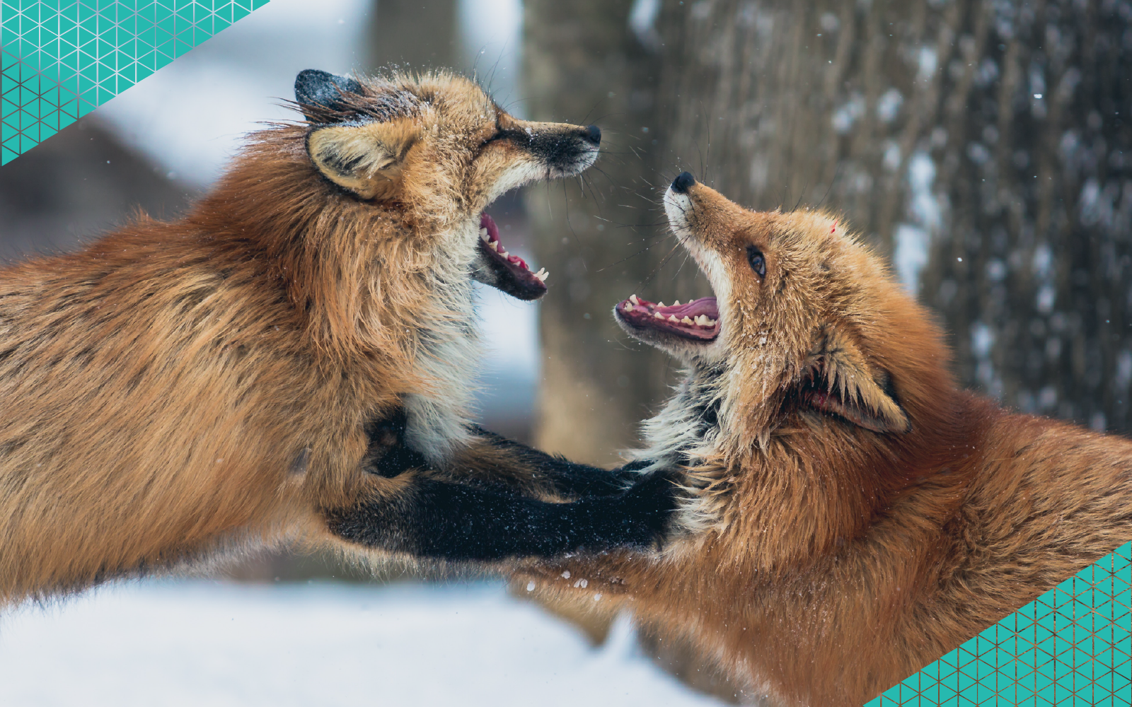 Foxes Fighting