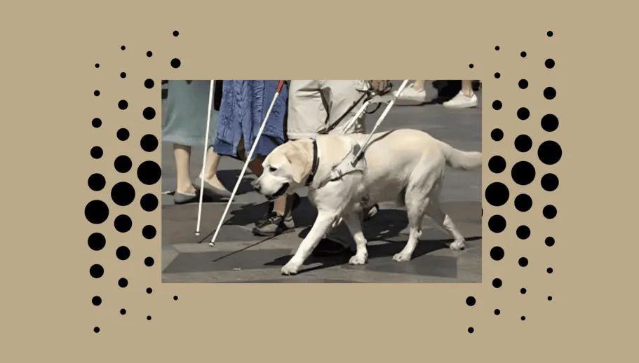 A white labrador guide dog walkingnext to a couple, both holding a white cane.