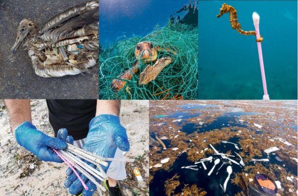 Collage of single-use plastic harming marine life and polluting the ocean