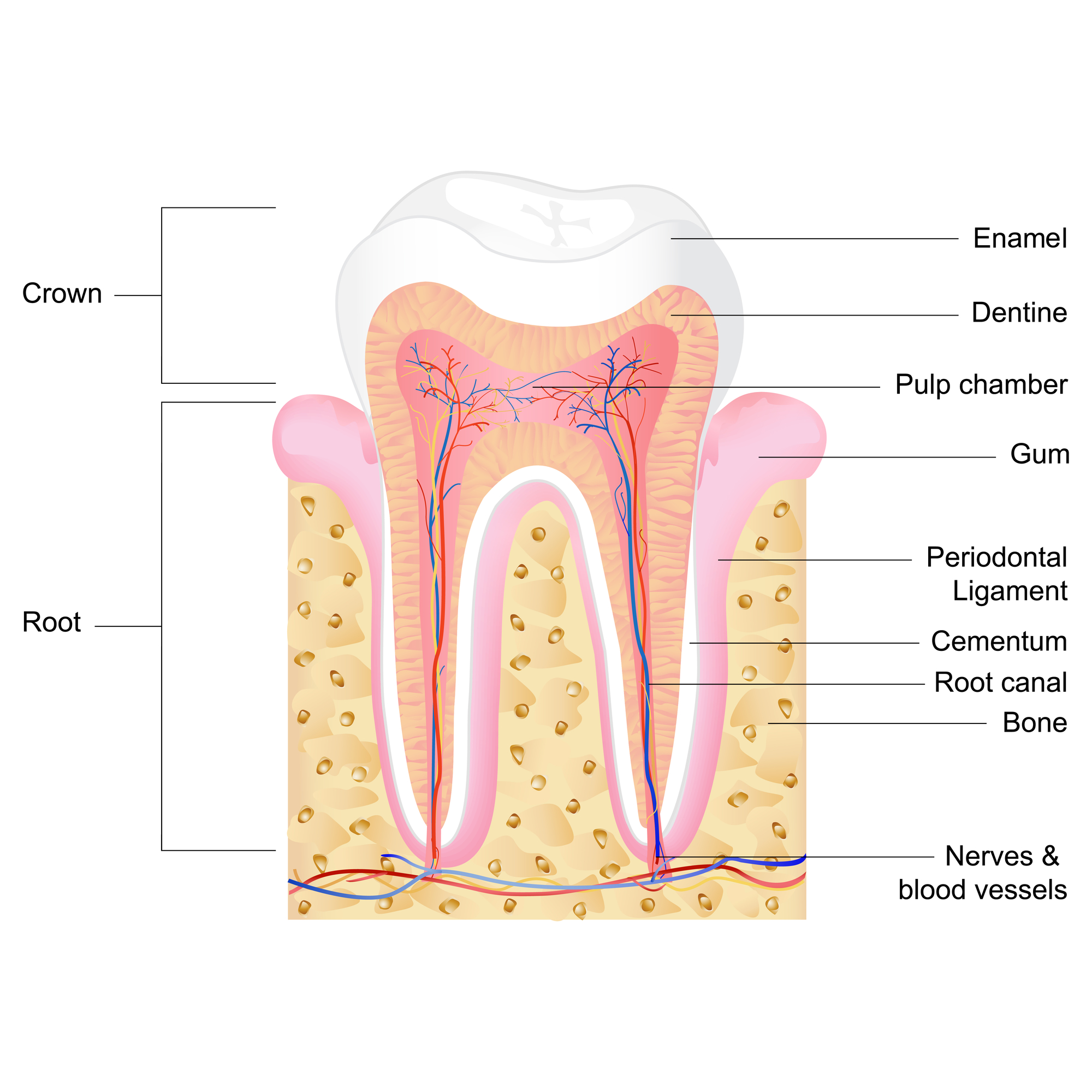 where is a good Marco island dentist?