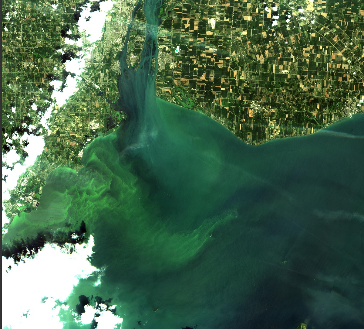 Algal Blooms in Lake Erie