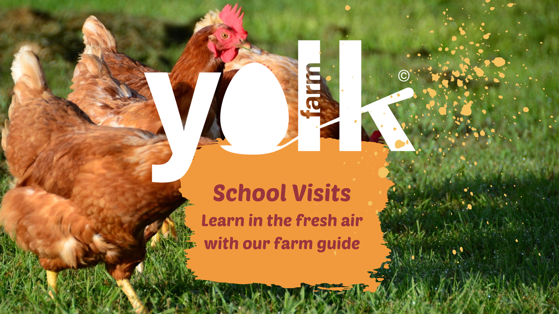 Educational school visits at Yolk Farm