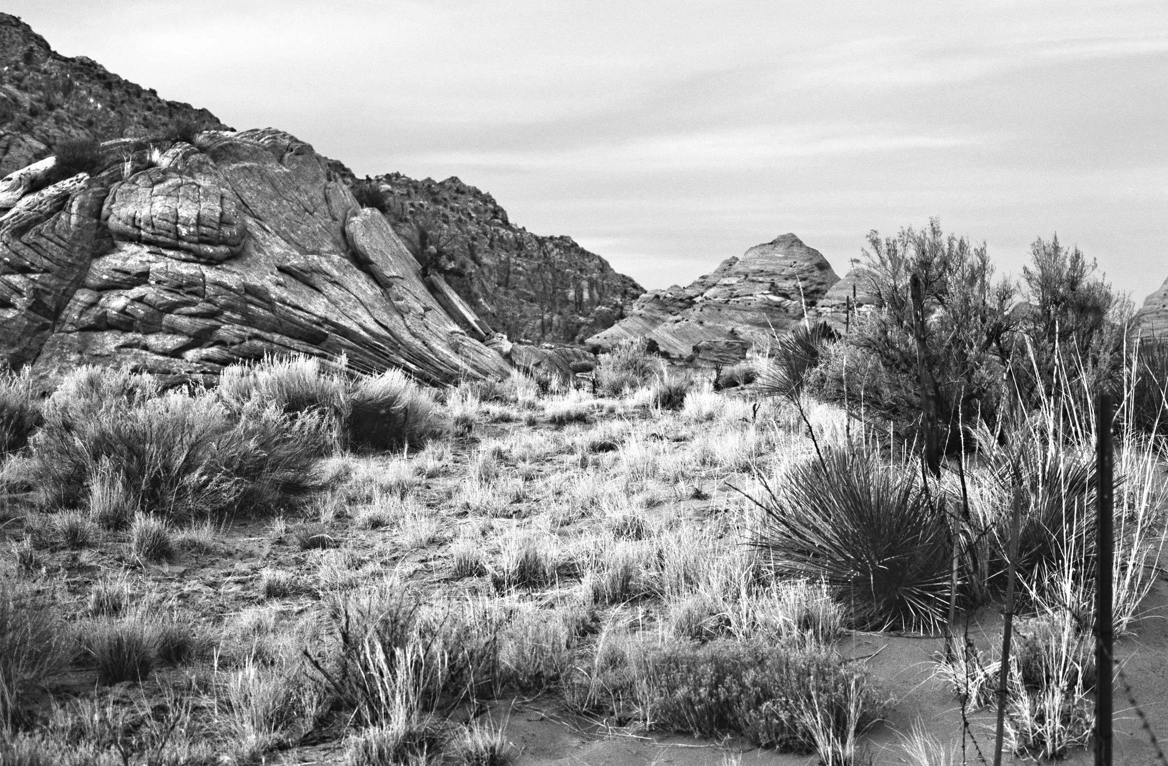Desert Brush