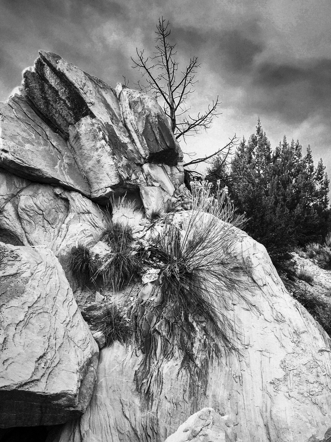Rock Bush