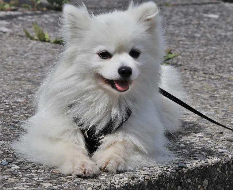 Recomendaciones para tener mascotas en condominios
