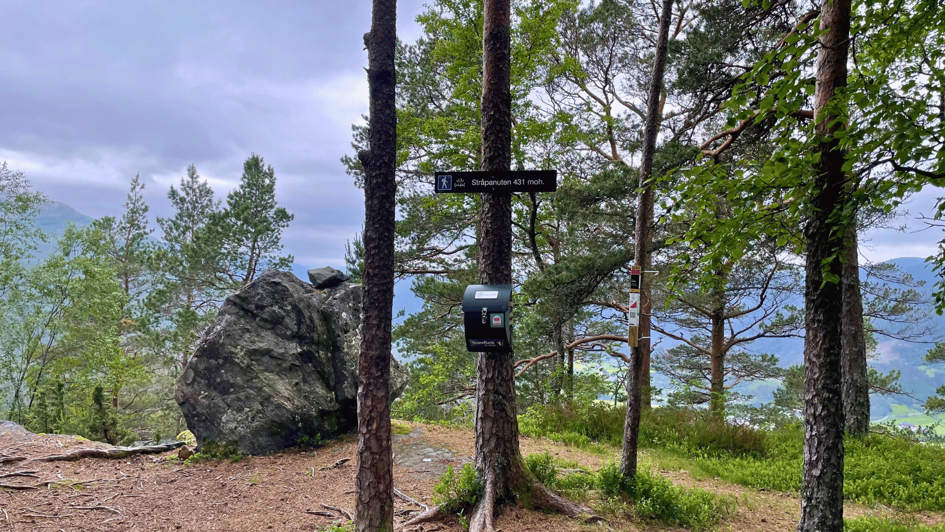Stråpanuten