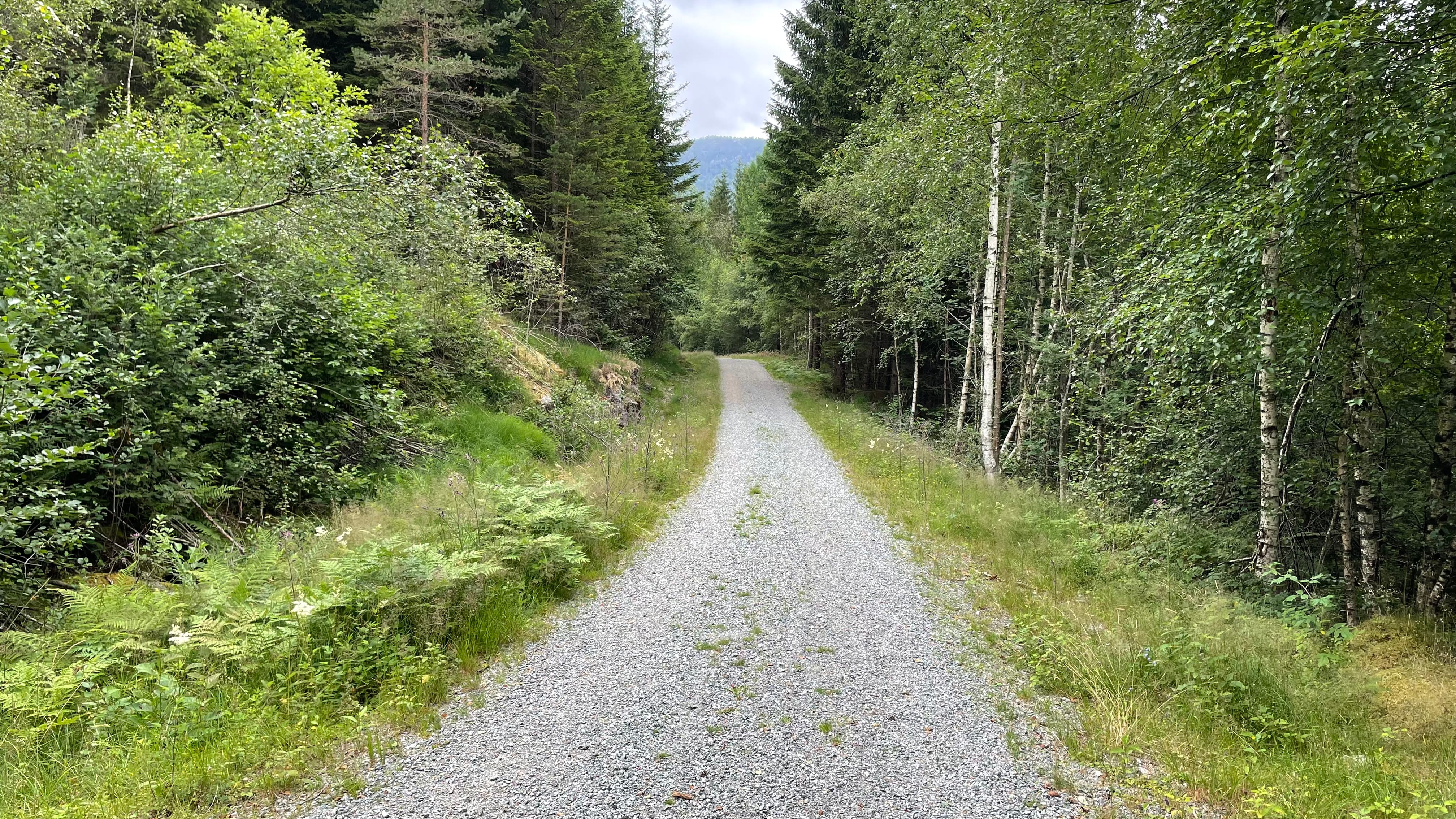 Bilde av tre ved Ritlandsvatnet