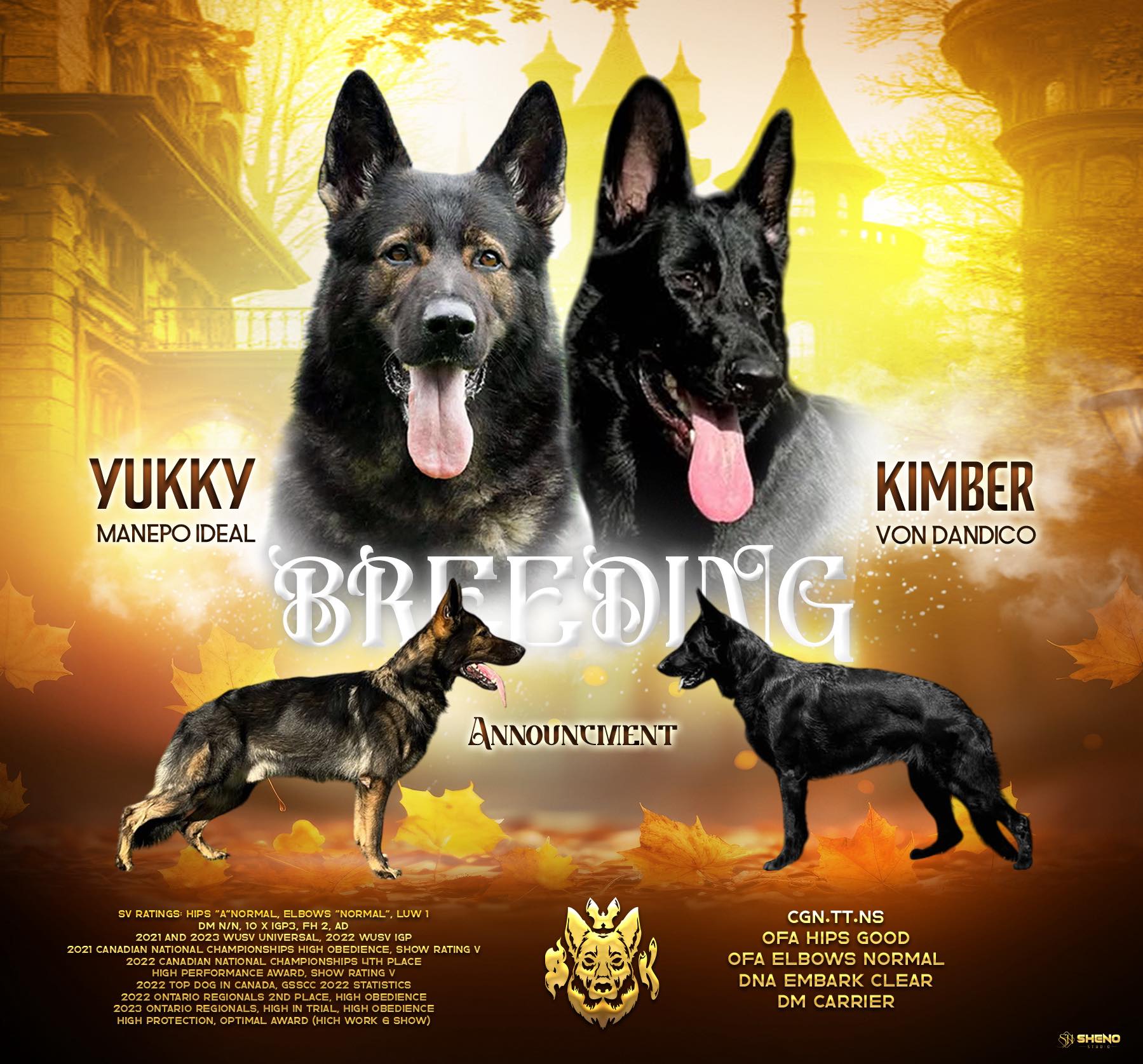 May be an image of ‎text that says '‎YUKKY KIMBER MANEPOIDEAL MANEPO IDEAL BRREDIG VON DANDICO BRRE DG ANNOUNCMENT SUDATNGR H חמורצ" ANE 2021 CANABIAN #21AND INEDIANNETIO LUW FH2 2022 MURY SUTHP DATNGY λOH.E R022ONTARIORRRIONEL WAQPスト 8Fav] CGN.TT.NS CGN. TT.NS OFA HIPS GOOD OFA ELBOWS NORMAL DNA EMBARK CLEAR DMO CARRIER SHEND‎'‎