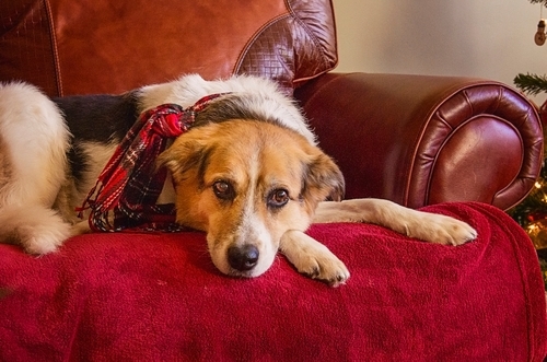 Photo hommage chien âgé domicile Brossard