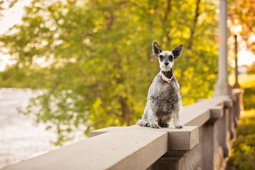 Photo chien schnauzer âgé dans un parc