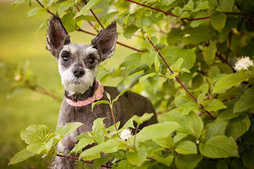 Photo chien schnauzer âgé 