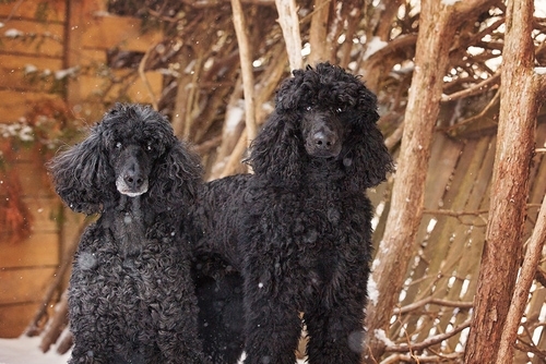 Portraits caniches noirs en hiver