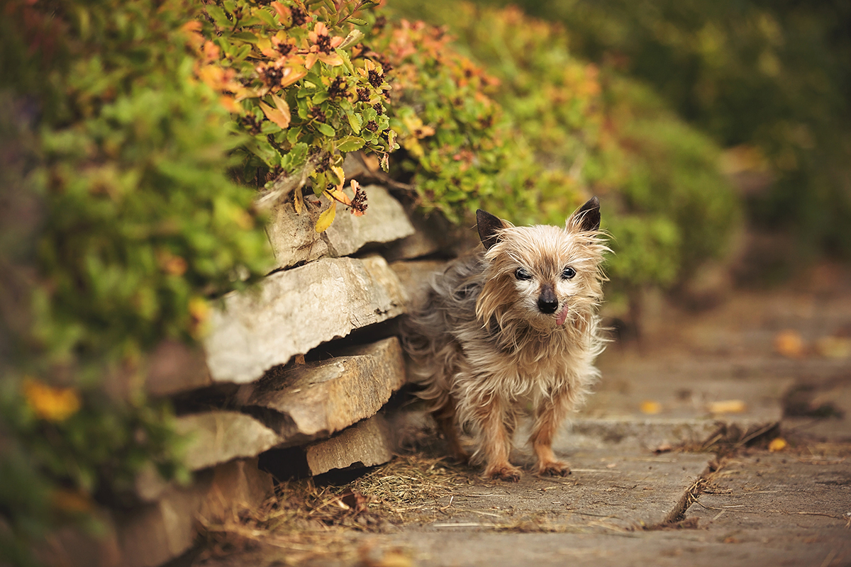 Chien yorkshire terrier âgé