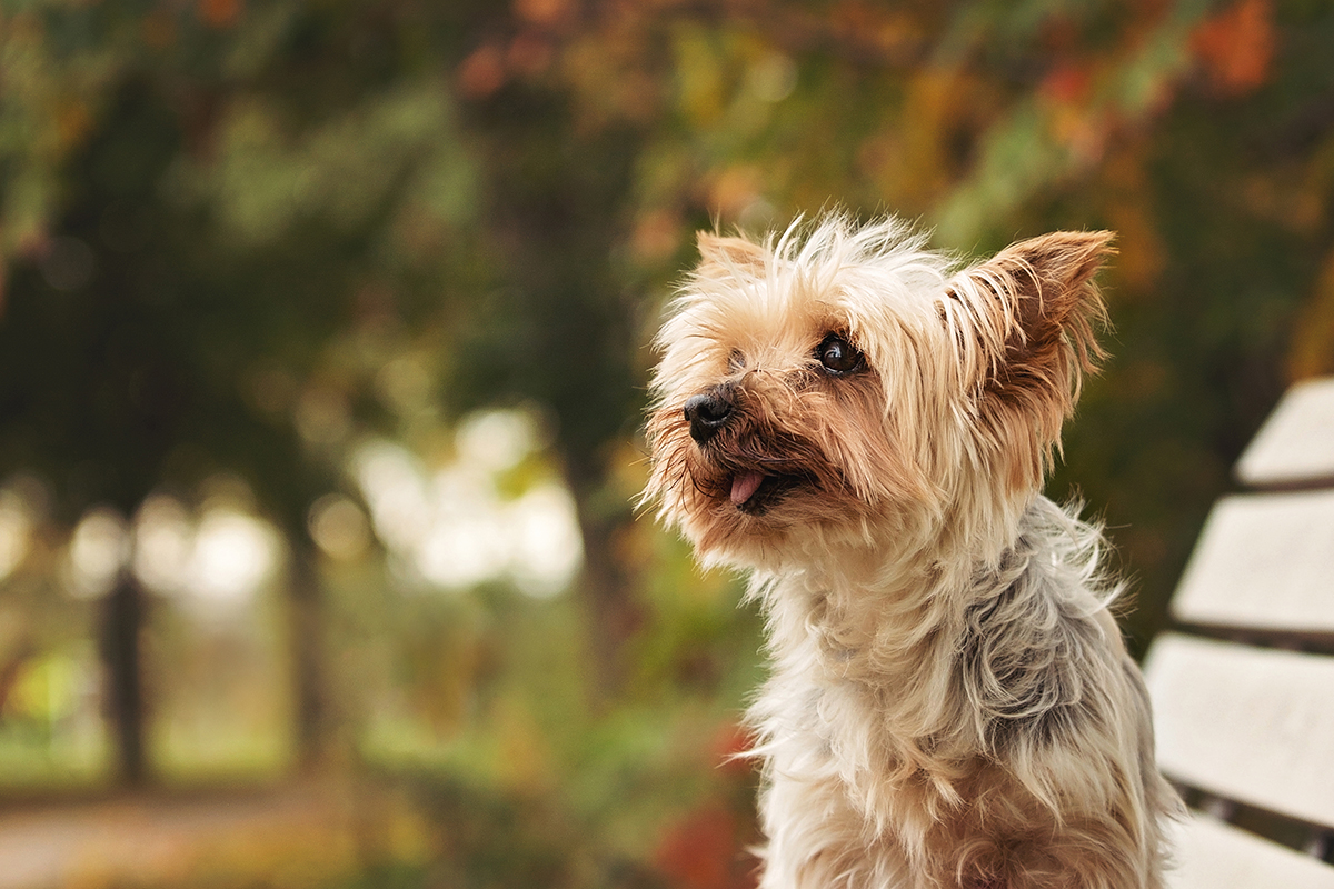 Portrait chien âgé yorkshire terrier